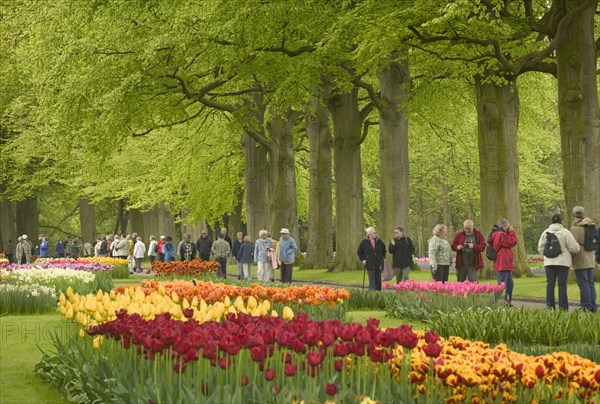 HOLLAND, South, Lisse, The Keukenhof Gardens. People walking past a row of trees and flower beds full of tulips and daffodils.