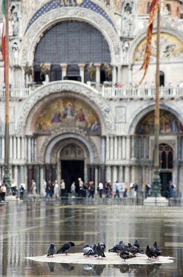 ITALY, Veneto, Venice, Aqua Alta High Water flooding in St Marks Square with pigeons on a dry piece of the piazza with St Marks Basilica beyond