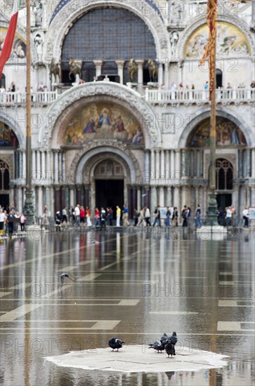 ITALY, Veneto, Venice, Aqua Alta High Water flooding in St Marks Square with pigeons on a dry piece of the piazza with St Marks Basilica beyond