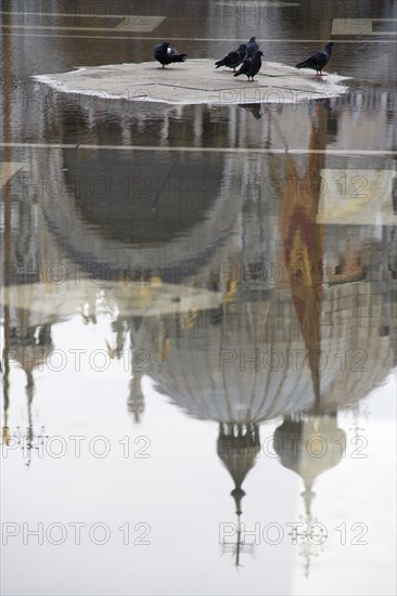 ITALY, Veneto, Venice, Aqua Alta High Water flooding in St Marks Square with pigeons on a dry piece of the piazza with a reflection of St Marks Basilica beyond