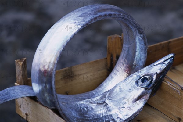 ITALY, Sicily, Catania, La Pescheria di Sant Agata. Fish market with detail of  a Silver fish rolled up in a tray