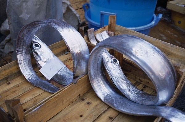 ITALY, Sicily, Catania, La Pescheria di Sant Agata. Fish Market with two Silver fish rolled up in a tray with euro money price signs.