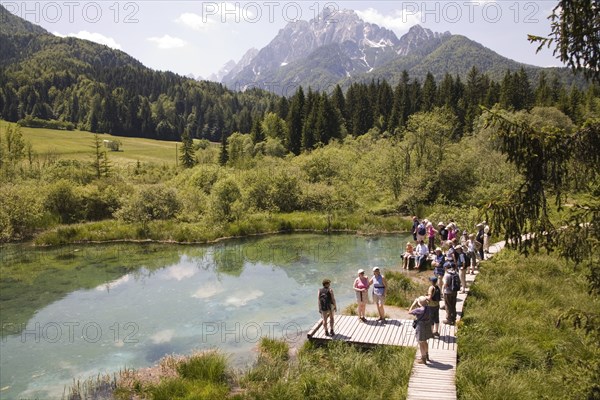 SLOVENIA , Kranjska Gora, Zelenci Lake, "Group of hikers at Zelenci Lake the source of the River Sava with the Julian Alps peaks Visoka Ponca, Jalovec and Planica in the background"