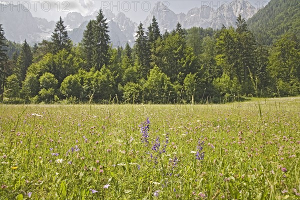 SLOVENIA, Godz Martuljek, A lovely uncut spring hay meadow in the wide Alpine Valley in the shadow of the Julian Mountains