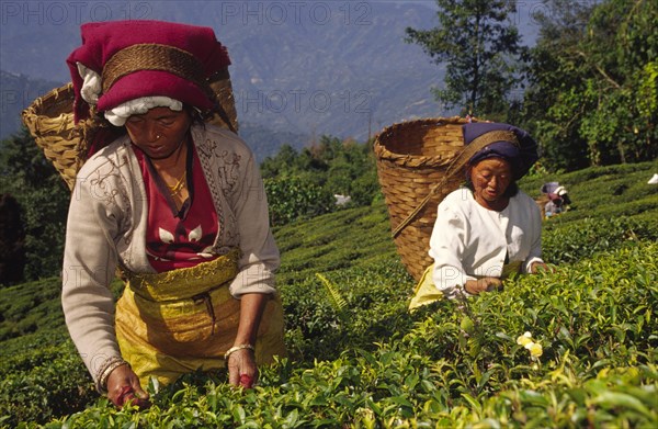 INDIA, West Bengal, Darjeeling, "Tea picking from its eighty or so tea estates, Darjeeling produces about twenty five percent of India's total tea crop. Harvesting runs for most of the year, from April to November, a process done entirely by hand by members of the town's considerable Nepali populatio"