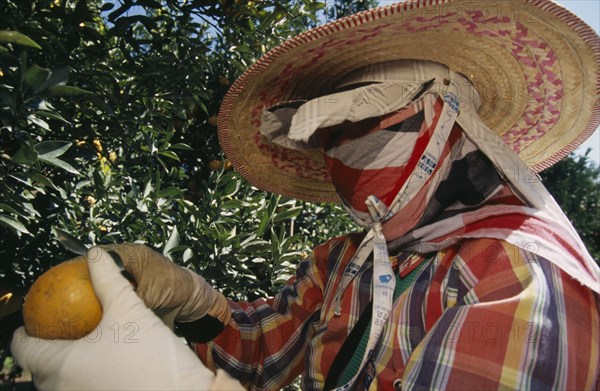 THAILAND, Chiang Mai Province, Tha Ton, "Orange harvest worker wearing face mask, gloves and wide brimmed straw hat."
