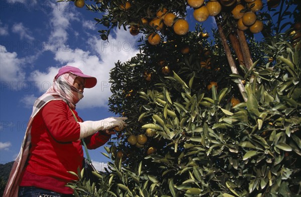 THAILAND, Chiang Mai Province, Tha Ton, Orange harvest worker wearing protective head covering and long gloves.