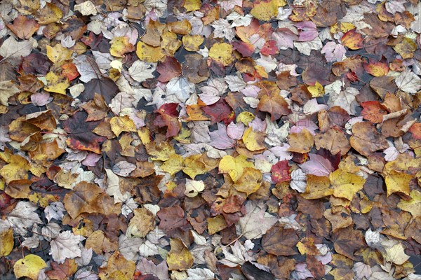 USA, New Hampshire, Nelson, "Autumn foliage, fallen leaves floating on Center Pond"