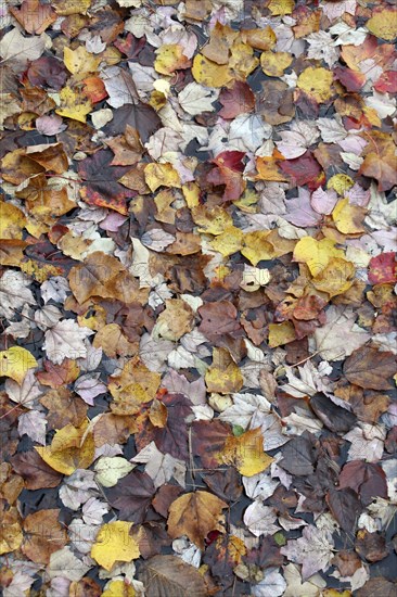 USA, New Hampshire, Nelson, "Autumn foliage, fallen leaves floating on Center Pond"