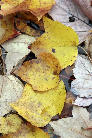 USA, New Hampshire, Nelson, "Autumn foliage, fallen leaves floating on Center Pond"