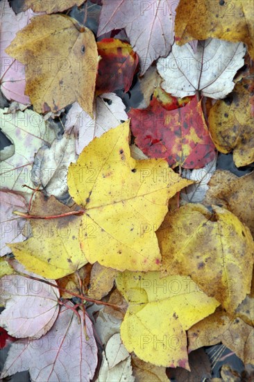 USA, New Hampshire, Nelson, "Autumn foliage, fallen leaves floating on Center Pond"