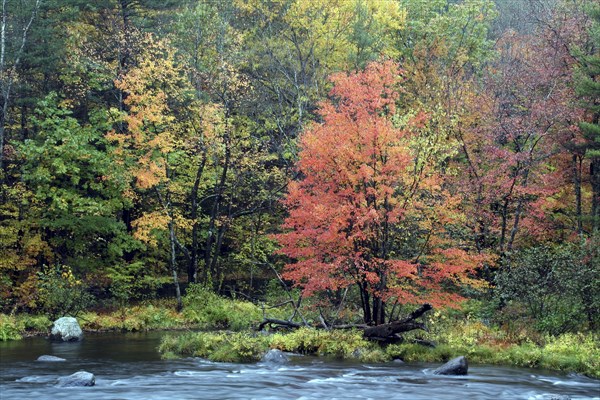 USA, New Hampshire, Henniker, Autumn foliage along the Contoocook River.