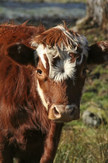 USA, New Hampshire, Farming, Cow