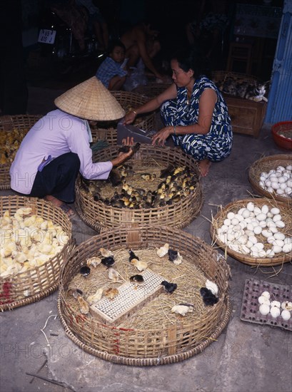 VIETNAM, Mekong Delta, "Female vendor selling eggs, chicks and ducklings in market with customer selecting ducklings."