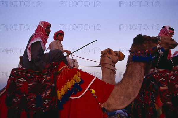 KUWAIT, Western Kuwait, Bedouin cultural show at camel racing event in the desert.  Cropped shot of man and young boy riding camels with brightly coloured saddle cloth and harness.
