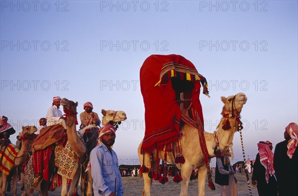 KUWAIT, Western Kuwait, Bedouin cultural show at camel racing event in the desert. Men and camels with brightly coloured saddle cloth and harness and decorated shugduf or litter.