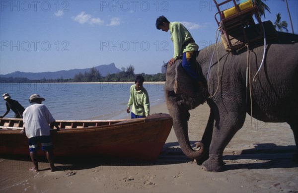 THAILAND, Krabi Province, Elephant launching newly built longtail boat.