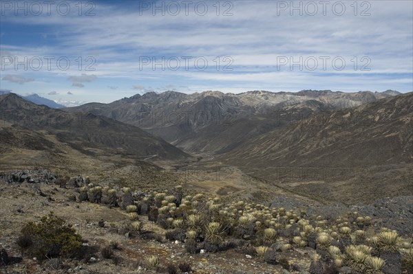 VENEZUELA, Pico El Aguila, close to Merida, "View from Pico El Aguila (4118m) with Frailejon plants in foreground, Venezuelan Andes "