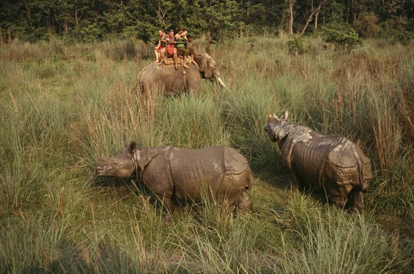 NEPAL, Chitwan National Park, Tourists on elephant trek photographing pair of Indian  Rhinoceros (Rhinoceros unicornis).