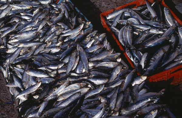 MOROCCO, Essaouira, Crates of freshly caught fish.