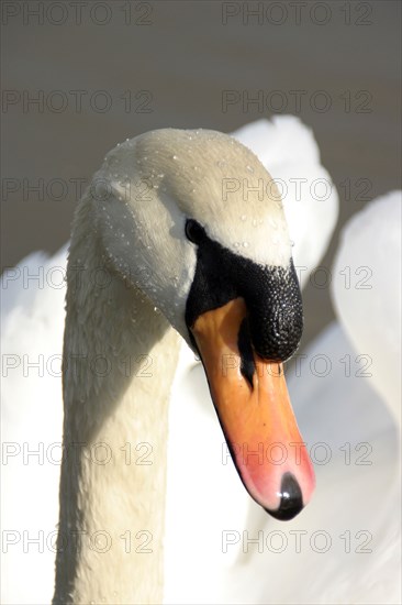 BIRDS, Swans, Detail of head and bill