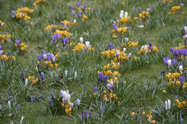 GERMANY, Bad Orb, Flora, Spring Crocus flowers