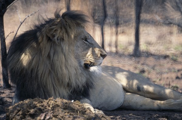 SOUTH AFRICA, Waterberg Reserve, Male lion lying in dappled shade.