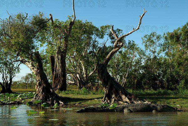 Australia, Northern Territory, Animals, Crocodilus Crocodilus - The Saltwater Crocodile - Rockhole Billabong