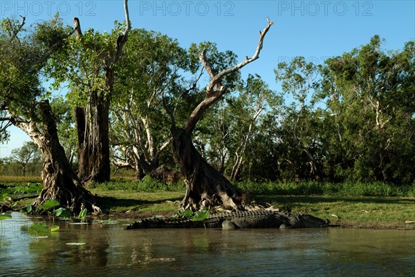 Australia, Northern Territory, Animals, Crocodilus Crocodilus - The Saltwater Crocodile - Rockhole Billabong