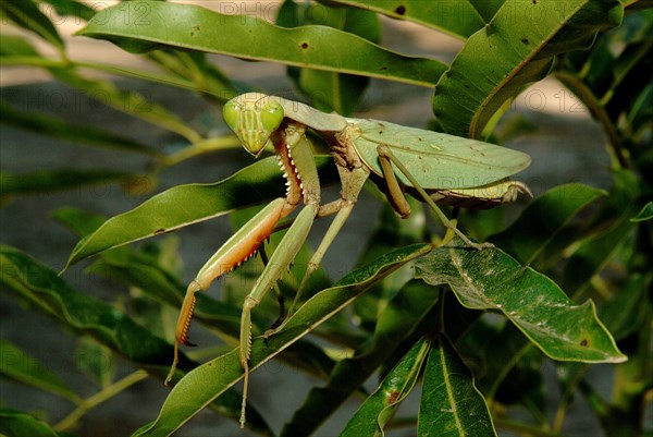 Australia, Queensland, Karumba, Preying Mantis