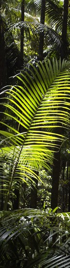 Australia, Queensland, The Gold Coast, Rainforest - Tamborine Mountain