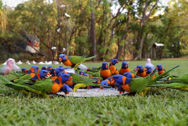 Australia, Northern Territory, Bachelor, Red Collared Rainbow Lorikeet