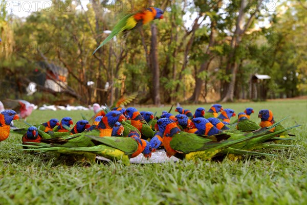 Australia, Northern Territory, Bachelor, Red Collared Rainbow Lorikeet