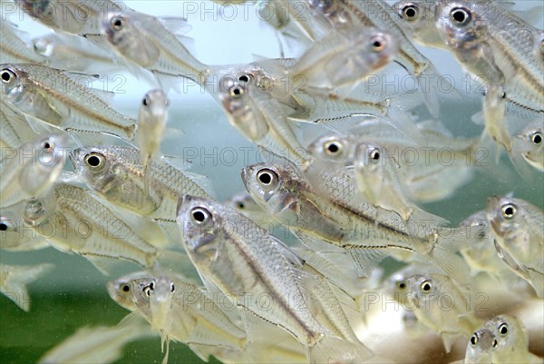 Australia, Queensland, Townsville, Poddy Mullet