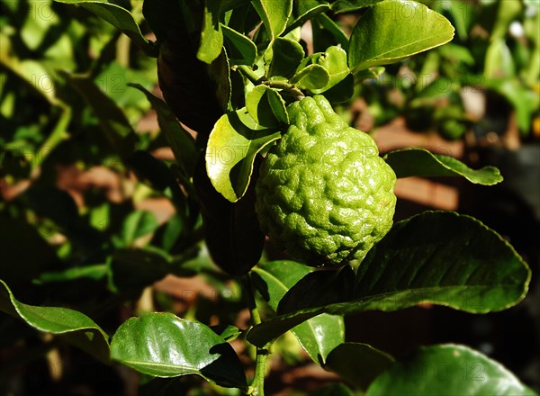 Australia, Western Australia, Freemantle, Ugli Fruit - unripe