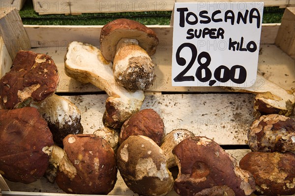 ITALY, Veneto, Venice, Toscana Portabello mushrooms for sale in the vegetable market in the San Polo and Santa Croce district beside the Rialto Bridge on the Grand Canal