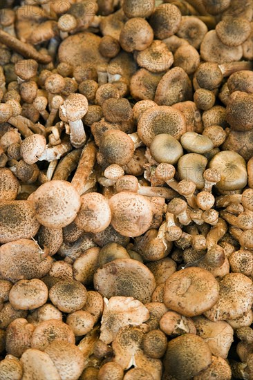 ITALY, Veneto, Venice, Finferli or Chanterelle mushrooms for sale in the vegetable market in the San Polo and Santa Croce district beside the Rialto Bridge on the Grand Canal