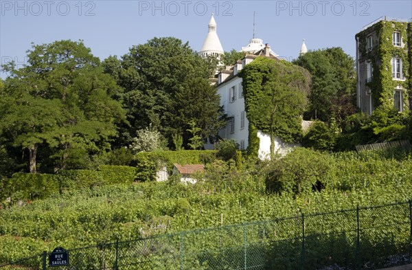 FRANCE, Ile de France, Paris, The Montmartre vineyard on the Rue des Saules. The last surviving vineyard in Paris with the Ovoid dome of the Church of Sacre Coeur beyond