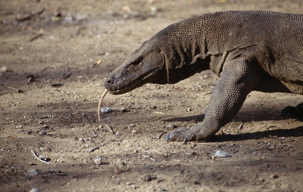 INDONESIA, Nusa Tenggara Timur, Komodo Nat. Park, Komodo Dragon