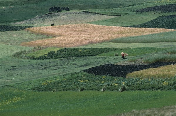 ECUADOR, Zalaron, Distant view of woman walking through patchwork of fields bringing hay back to her village.