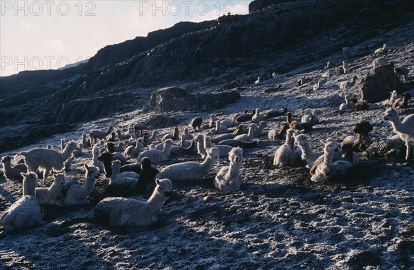 BOLIVIA, Charazani, Pelechuco Pass, Llamas in pasture camp at dawn in light snow.