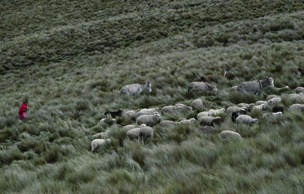 ECUADOR, Zumbahua, Young girl taking her livestock up to paramo to pasture.