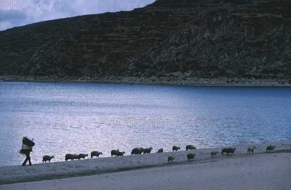 BOLIVIA, La Paz, Lake Titicaca, Isla del Sol.  Bringing sheep and forage back to village along lake shore in evening light.
