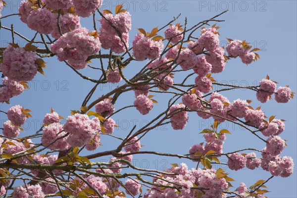 PLANTS, Trees, Flowers, Cherry Blosssoms