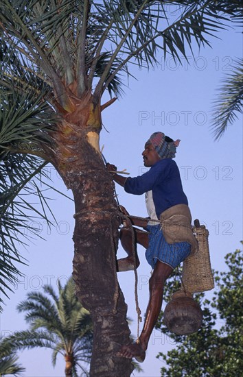 BANGLADESH, Khulna, Magura, "Labourer preparing palm tree to yield juice, climbing trunk with bare feet."