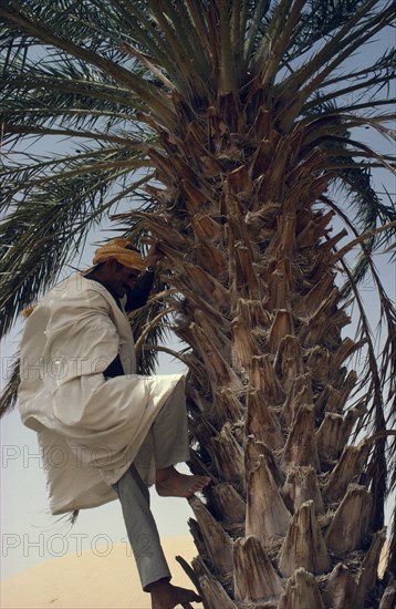 ALGERIA, Agriculture, Man climbing date palm with bare feet.