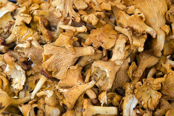 ITALY, Veneto, Venice, Finferli or Chanterelle mushroom for sale in the Rialto Market