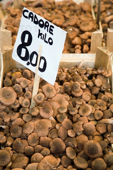 ITALY, Veneto, Venice, Cadore mushrooms for sale in the Rialto Market