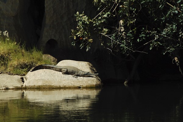 AUSTRALIA, Western Australia, Fitzroy Crossing , Freshy - Crocodilus Johnsoni -  Geikei Gorge -