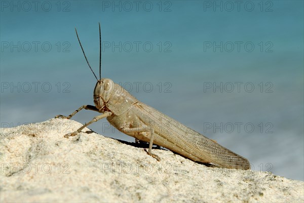 AUSTRALIA, Western Australia, Port Smith, Giant Grasshopper 15cm